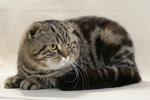 Scottish_fold